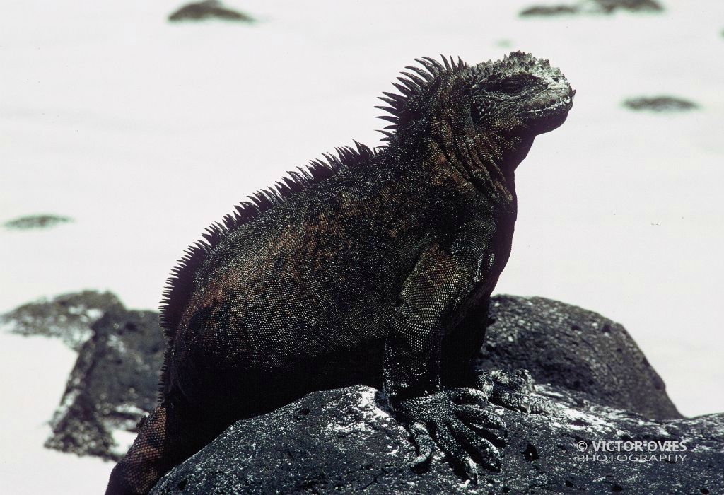 Iguana